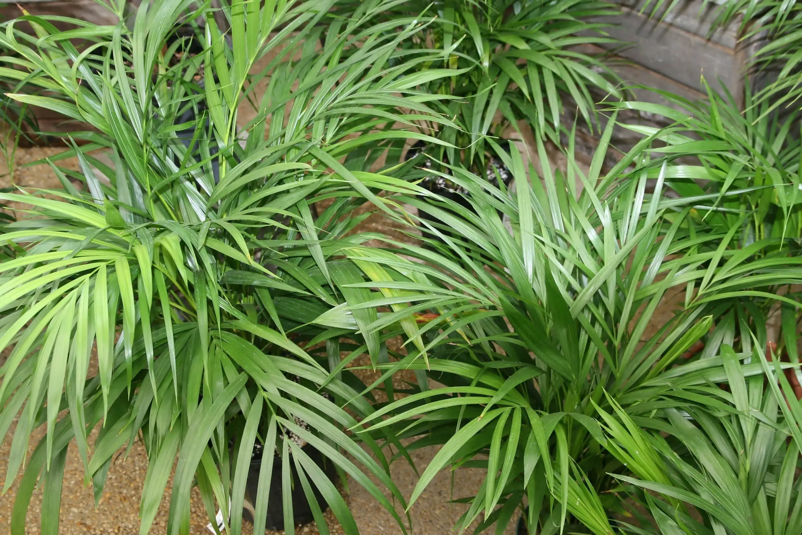 Why do my areca have dry leaves?