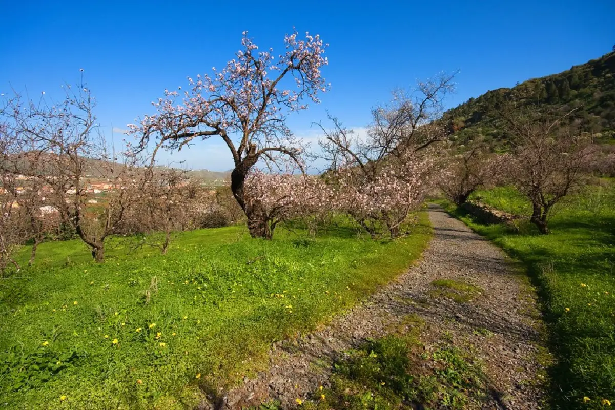 When to plant an almond tree