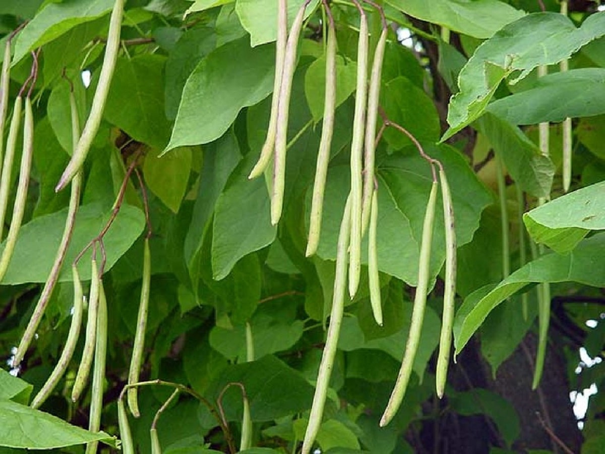 How to Plant Green Beans: The Best Tips and Tricks