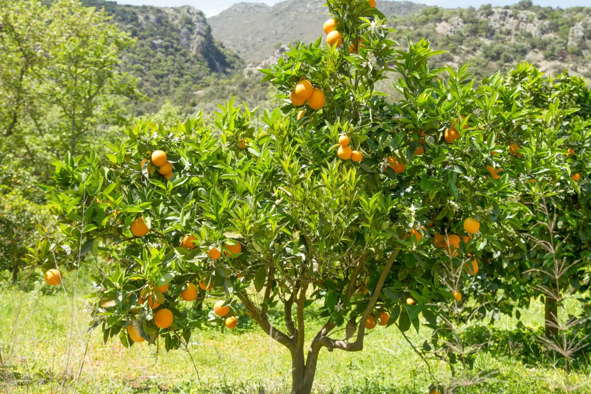 How to fertilize an orange tree: the best tips and tricks