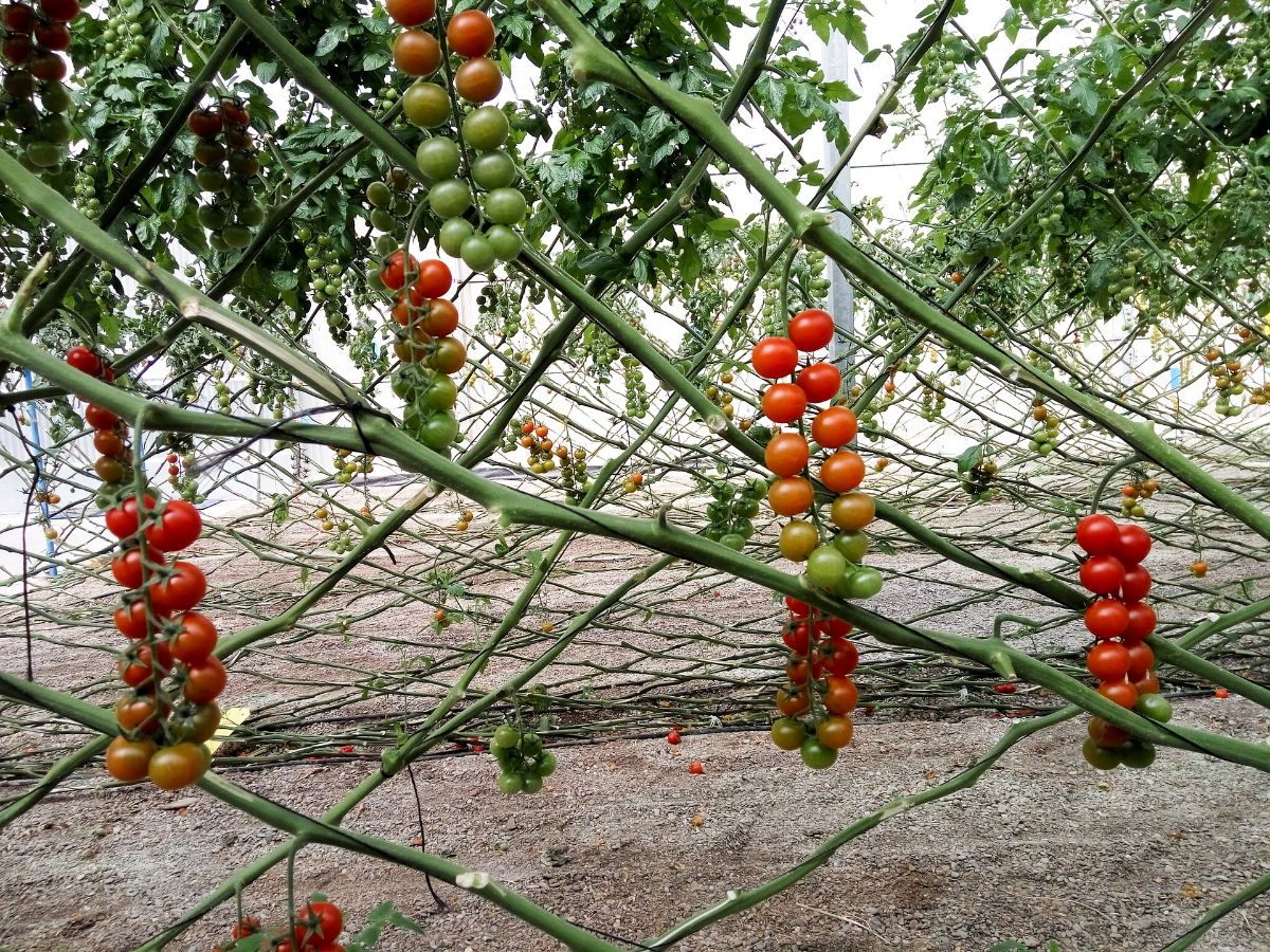 How to get tomato seeds