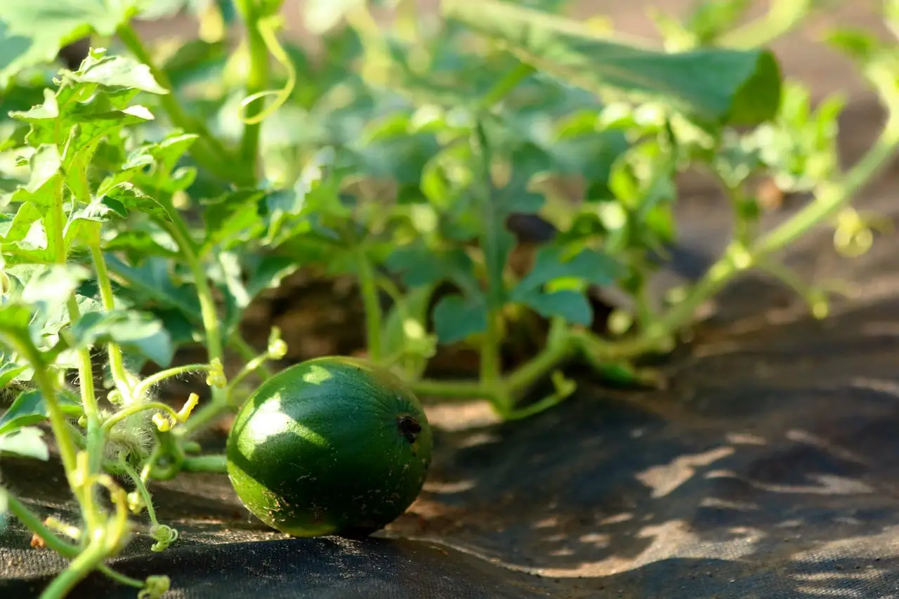 How to Plant Melons: How and When to Plant Them