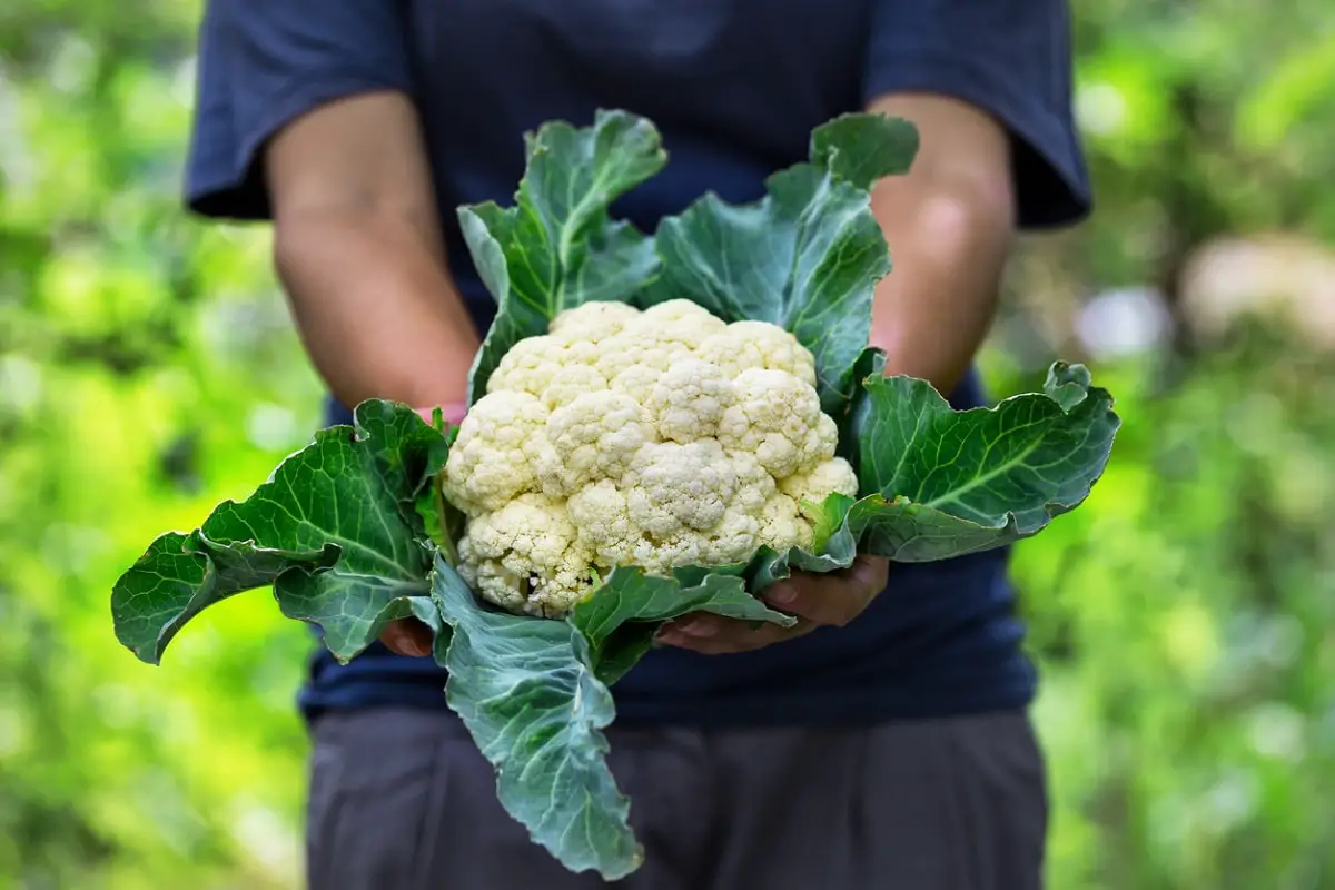 Types of cauliflower: characteristics, properties and much more