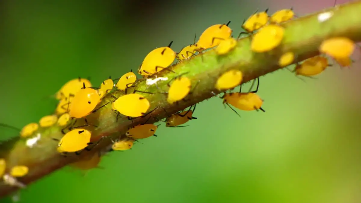 8 types of aphids and how they fight