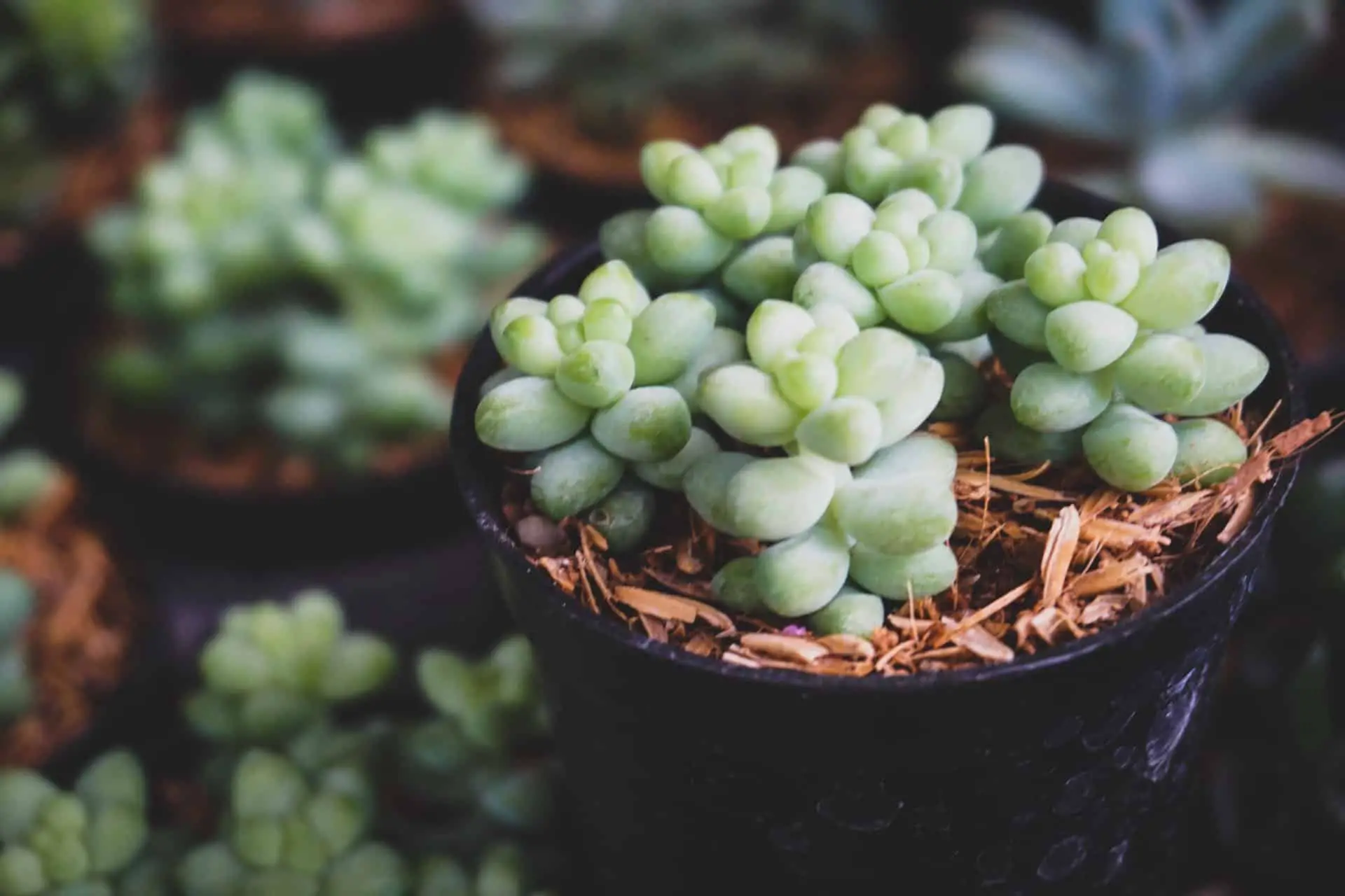 Tips for caring for potted succulents