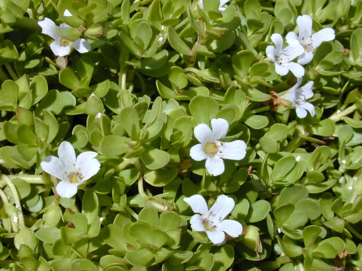 Bacopa monnieri, the plant that can help you with concentration