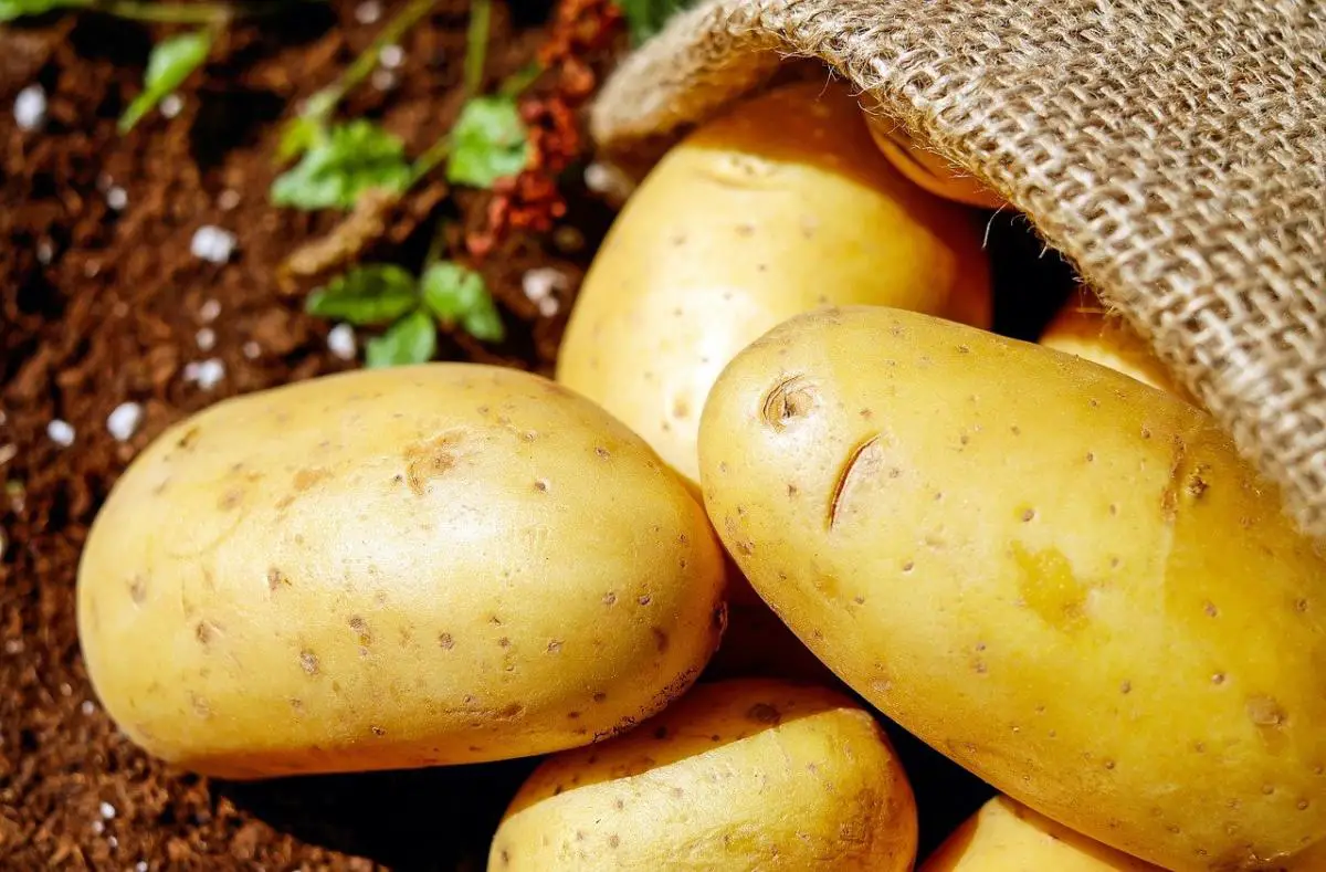 How to sow potted potatoes