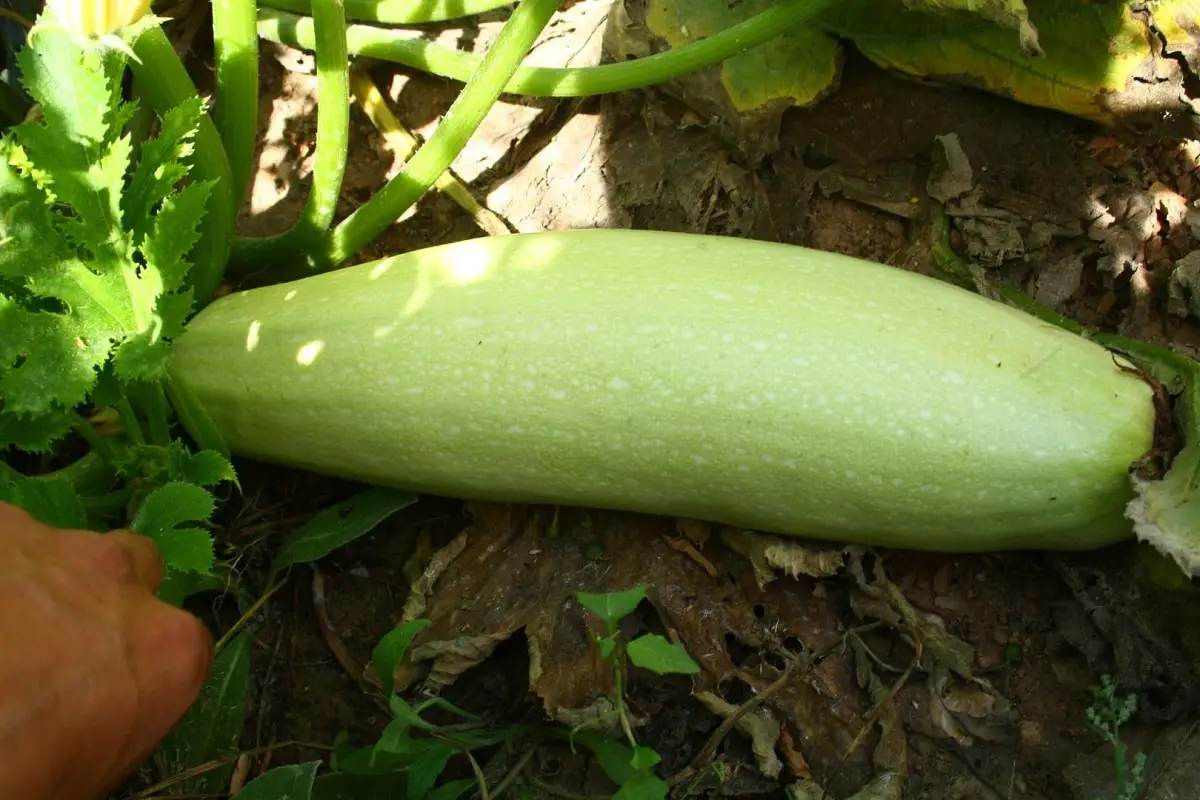 White zucchini | Gardening On