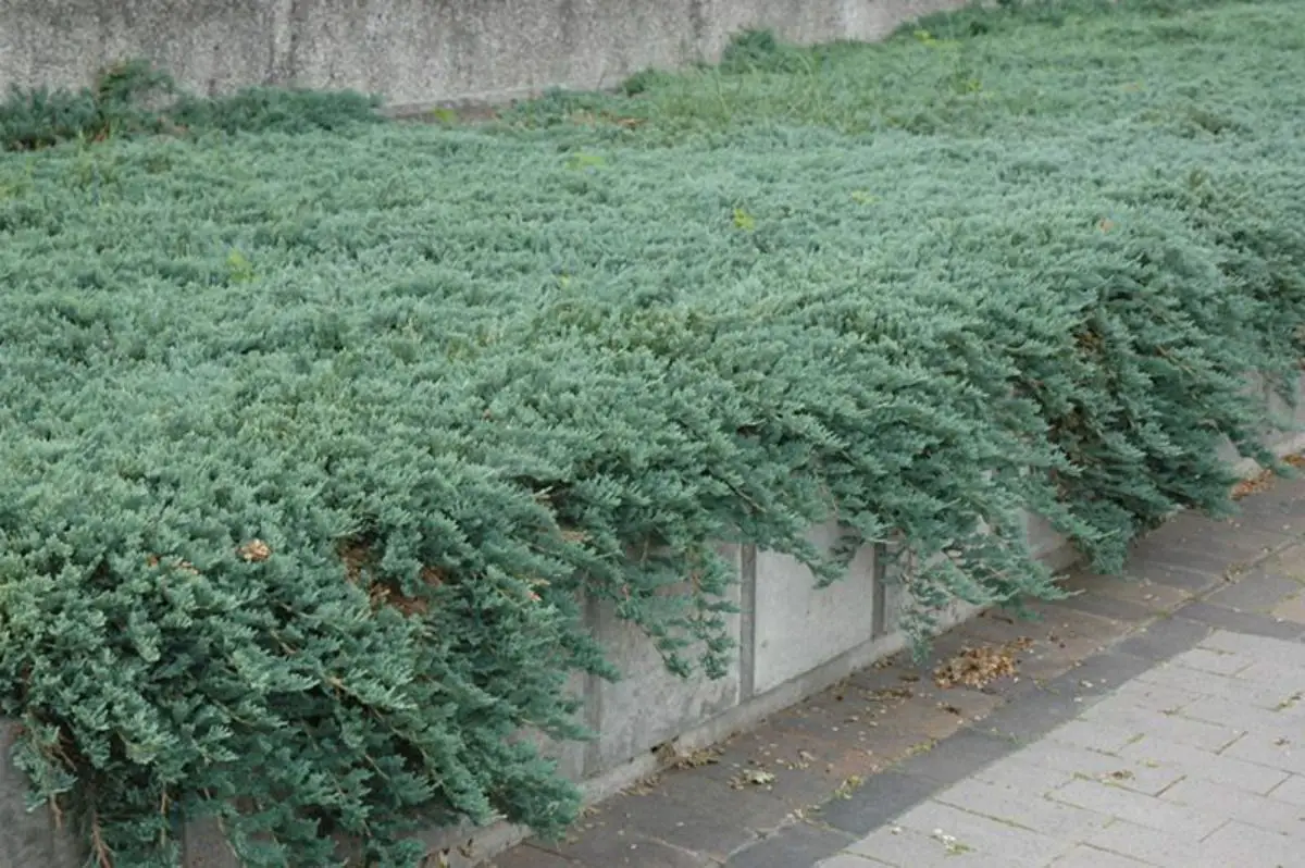 Juniperus icee blue, the creeping pine that covers the ground