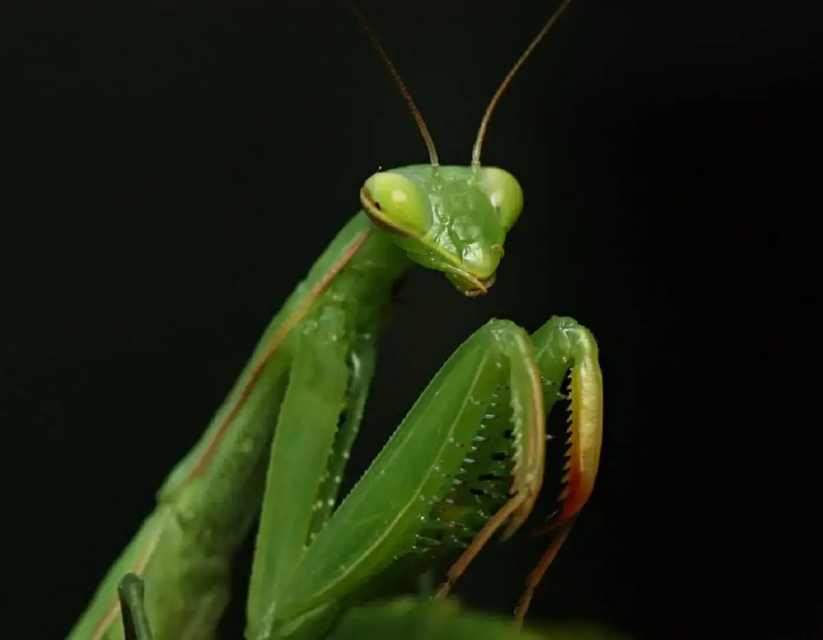 Praying mantis: characteristics, habitat and aid in crops