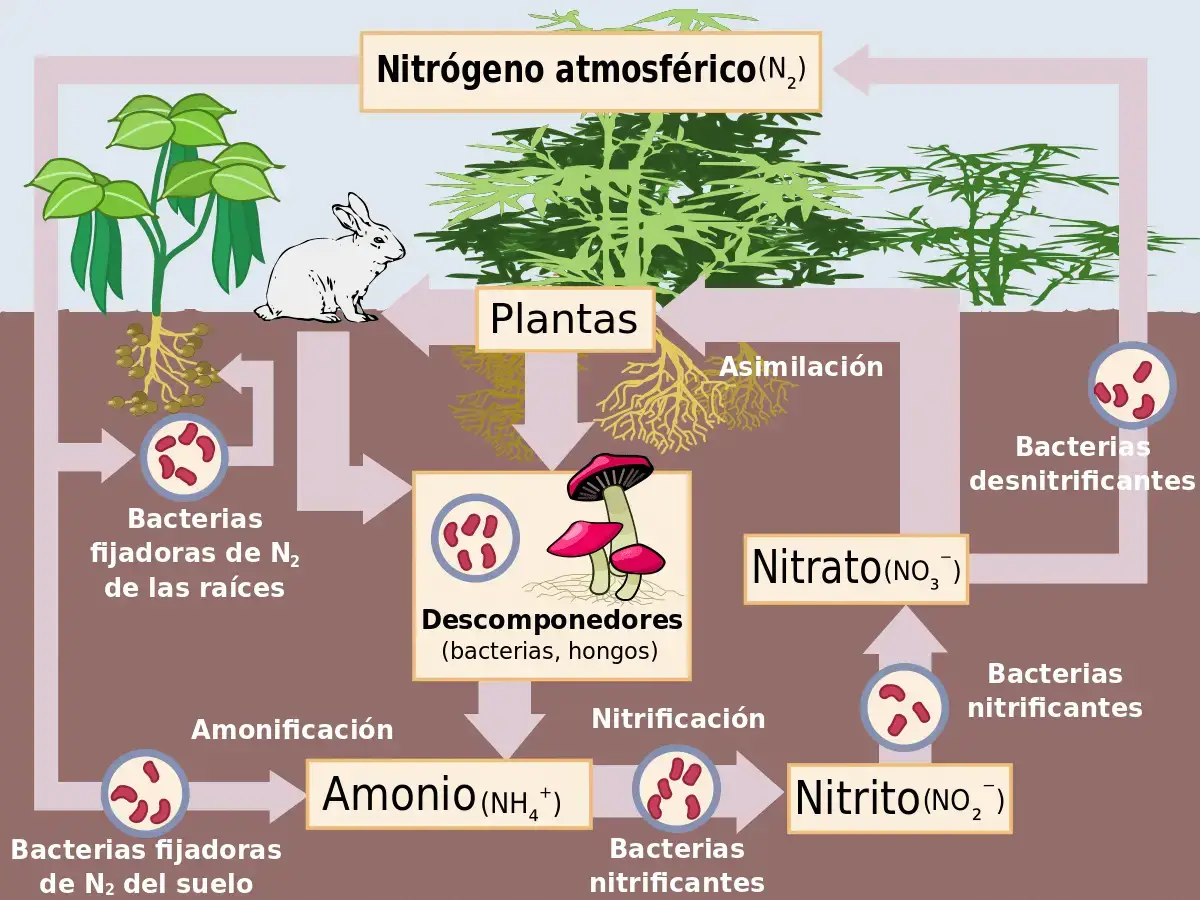 Nitrogen cycle: characteristics, stages and importance