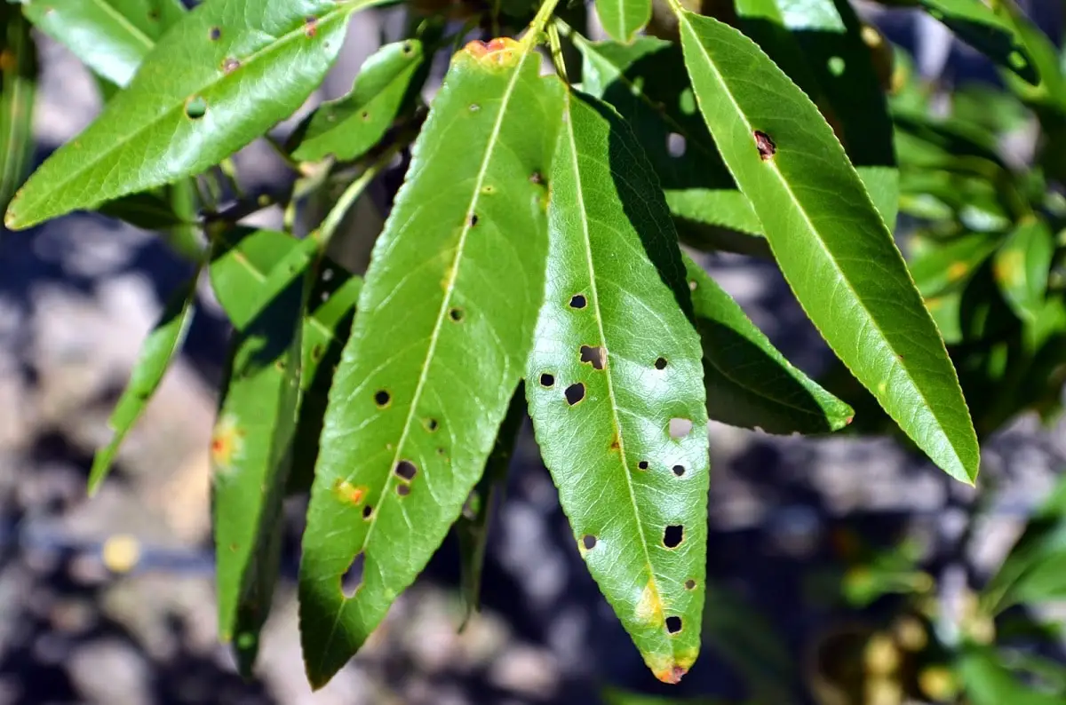 Cherry Tree Pests And Diseases: Characteristics And Symptoms - DIY Gardens