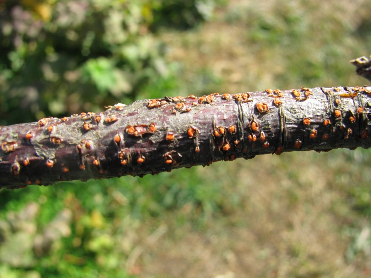 Cherry Tree Pests And Diseases: Characteristics And Symptoms - DIY Gardens