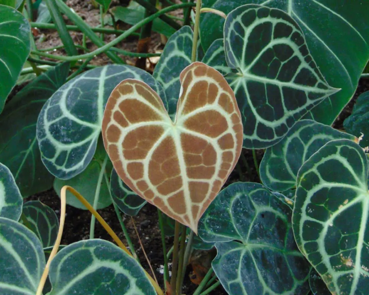 Anthurium clarinervium: characteristics and most important care