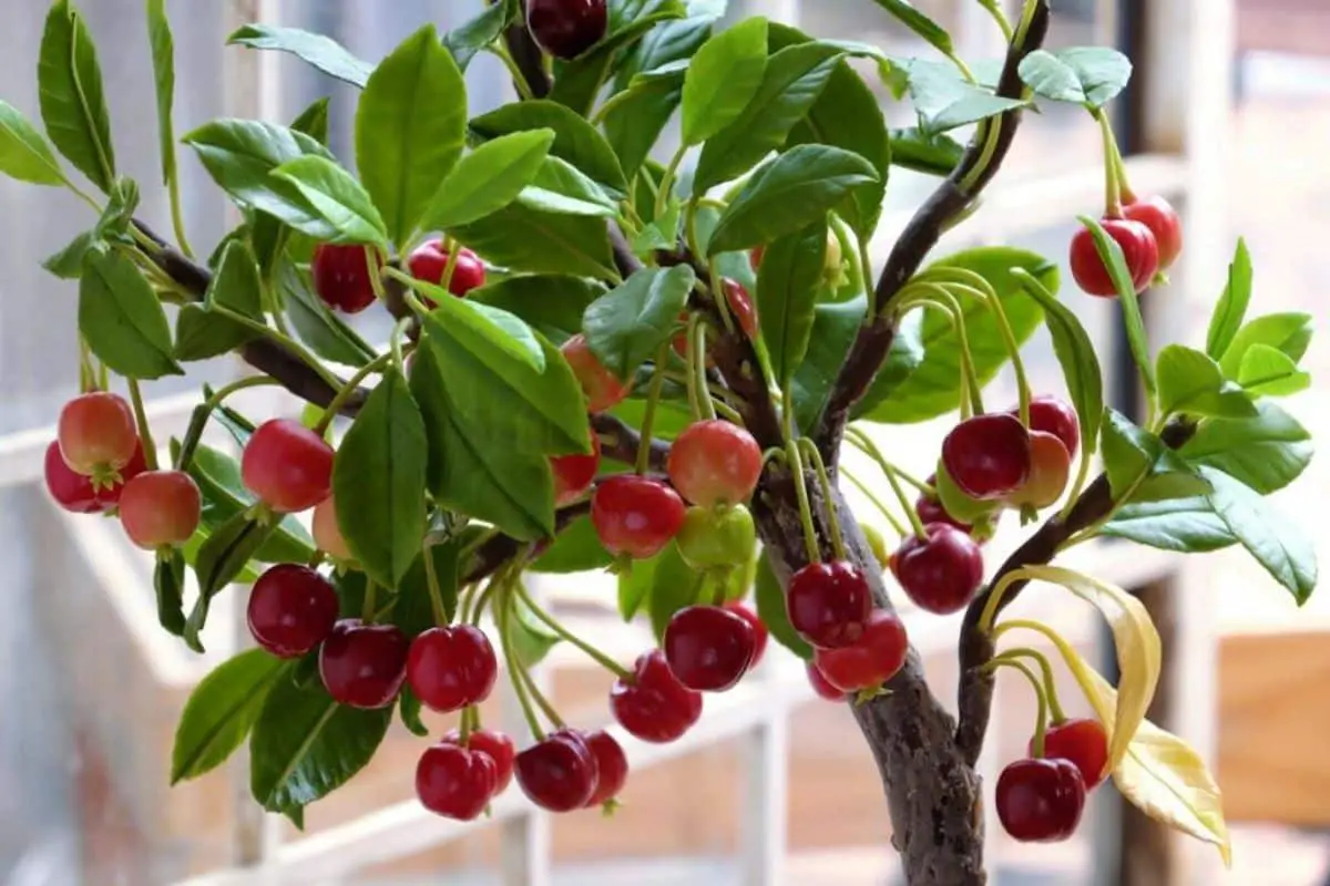 Potted cherry tree care that you should always carry out