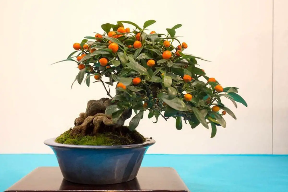 Orange bonsai care | Gardening On