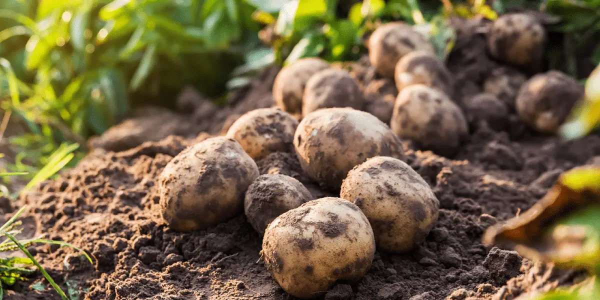 How and when to plant potatoes: the best tips