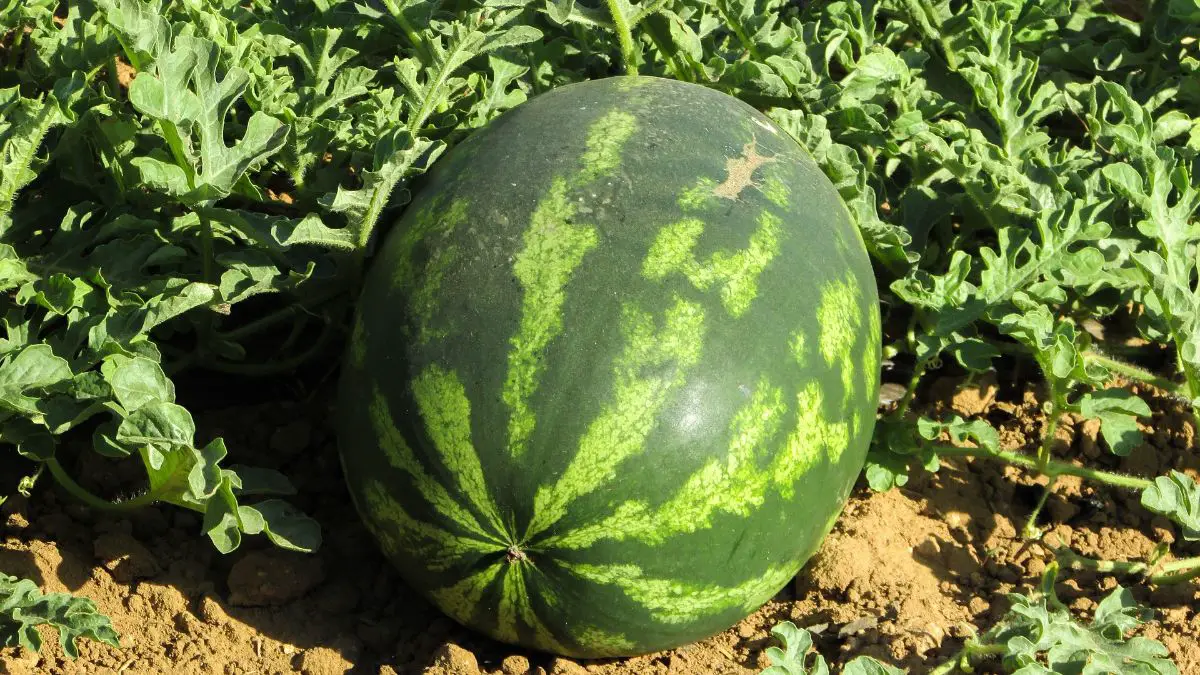 How and when to harvest watermelon?