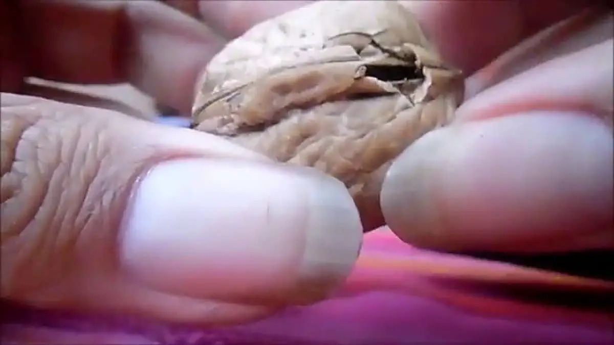 How to germinate a walnut: the best tips step by step