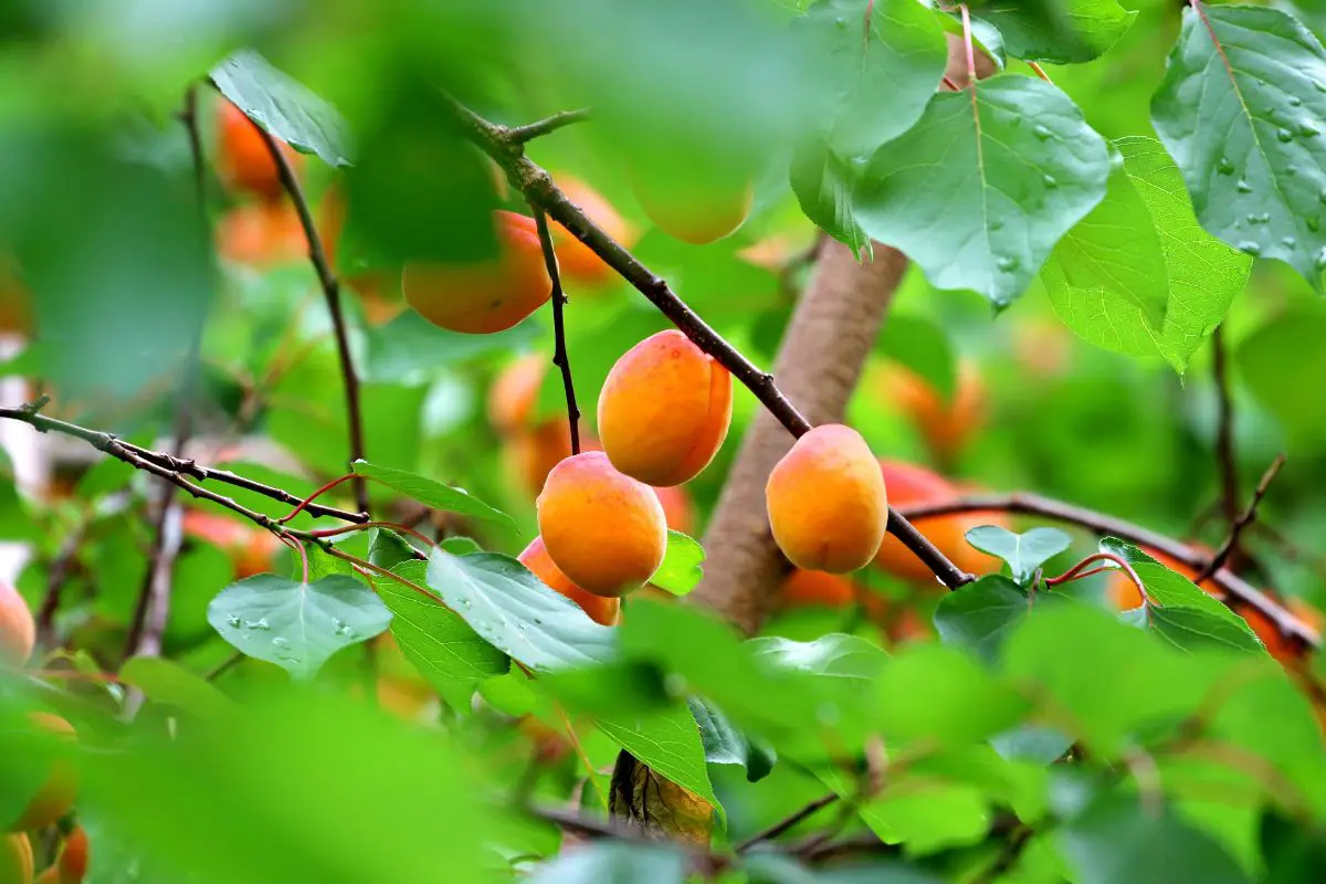Apricot tree pruning | Gardening On