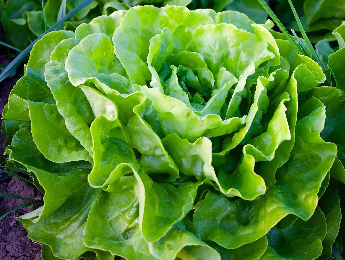 Lettuce diseases: how to recognize them and treatment