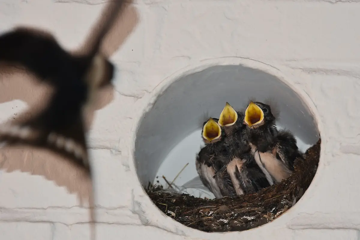 How to scare away swallows?
