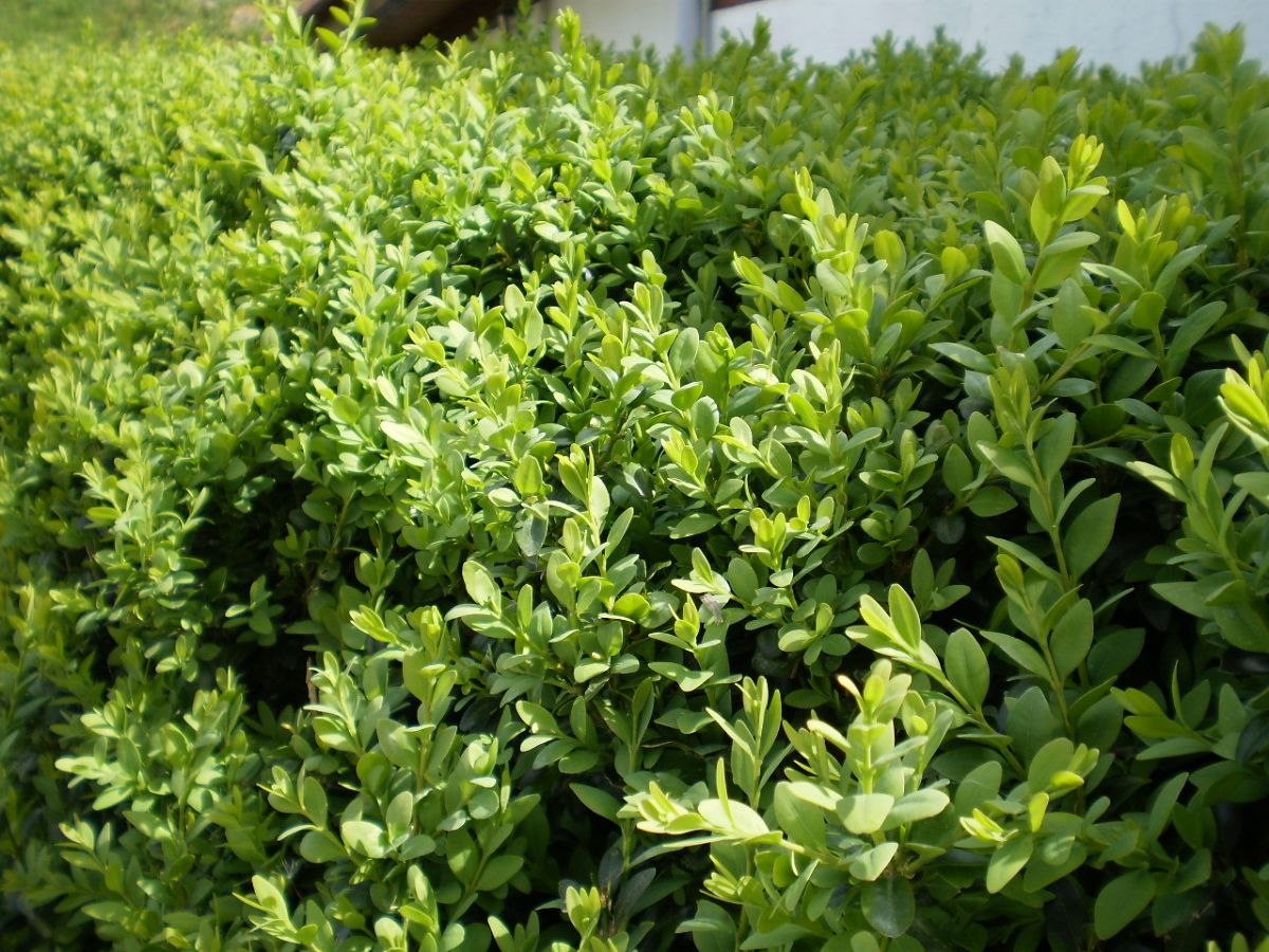 Privet Hedge: the most frequent problems and how to solve them