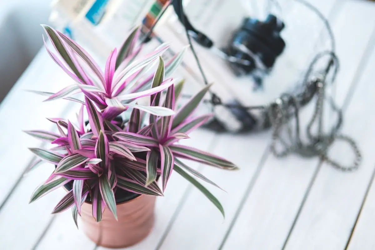 How to care for potted plants in winter