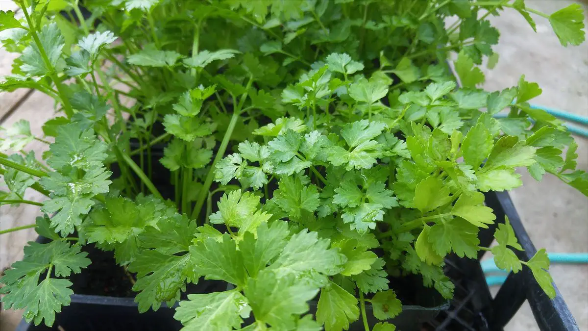 Cilantro properties and how to grow it
