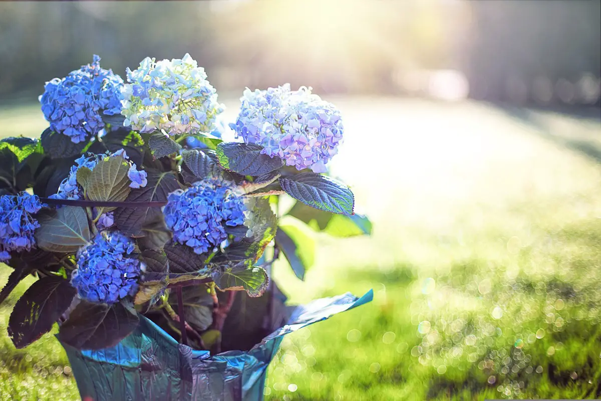 How to take care of a potted hydrangea: All its basic care