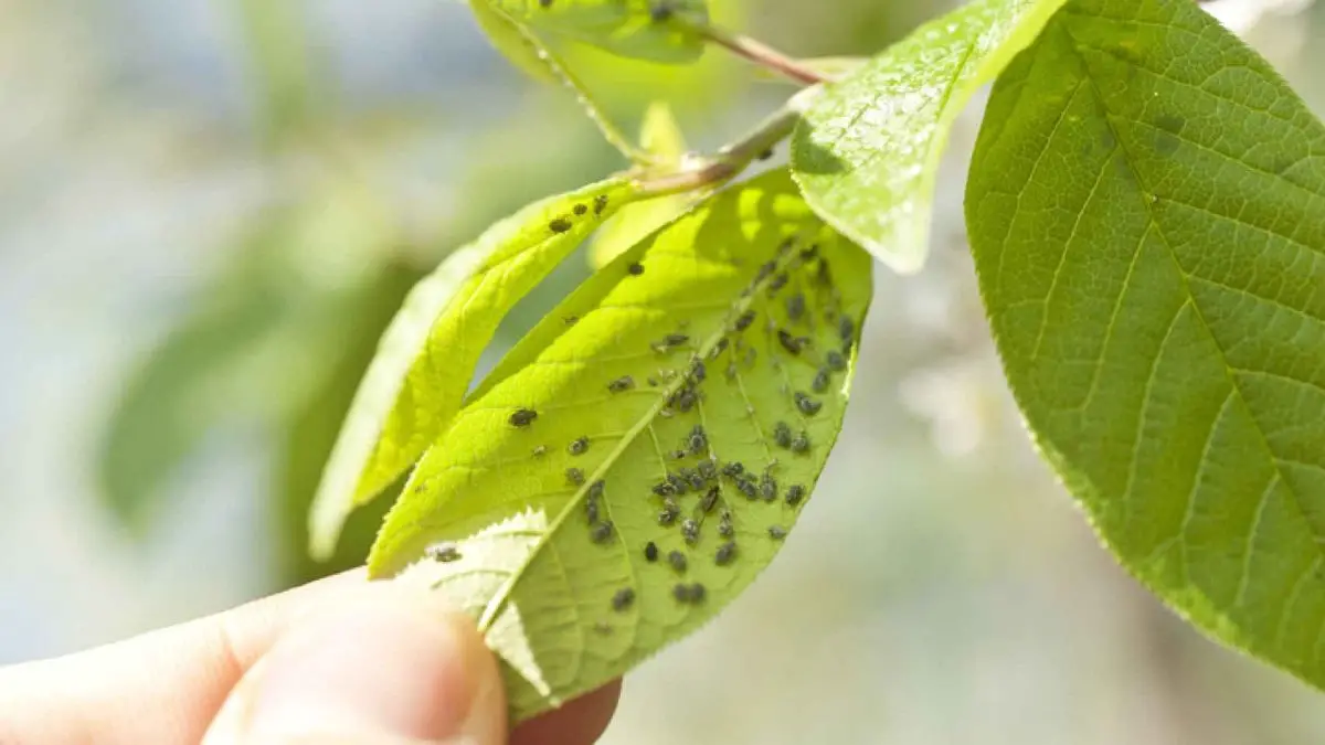 What is the treatment against the white aphid?