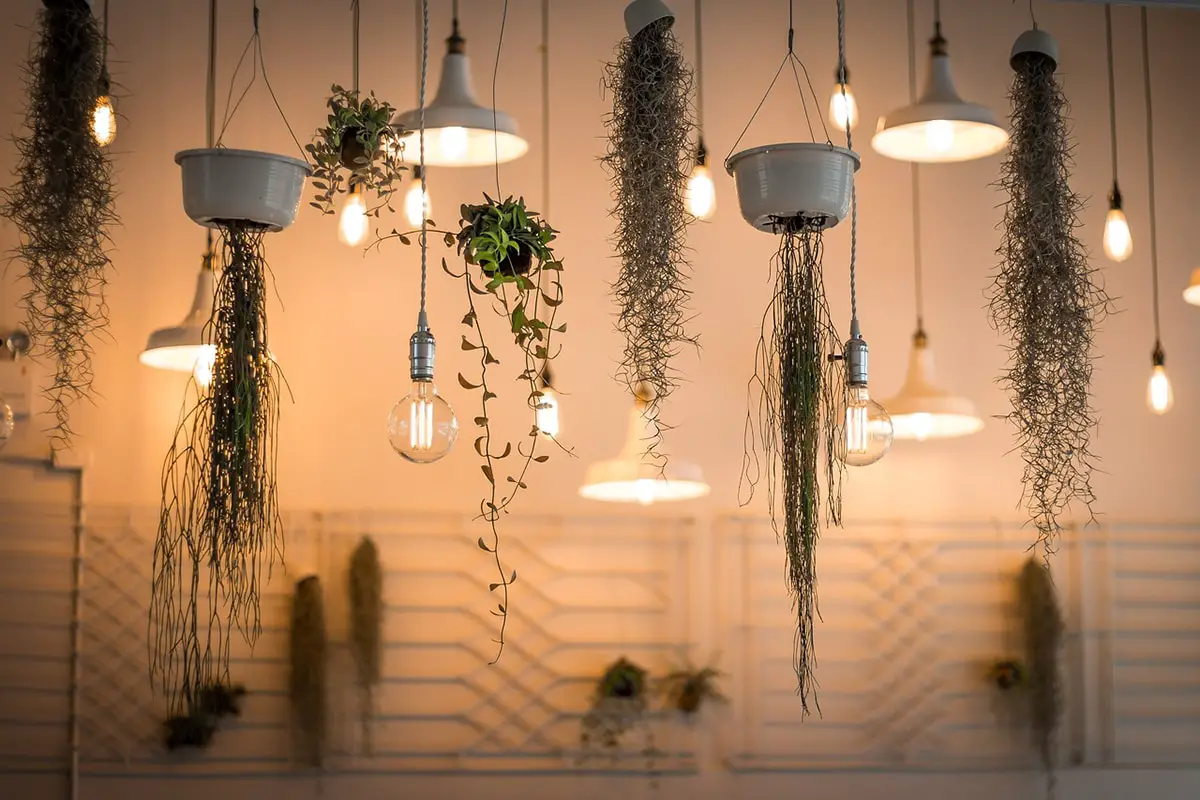 low light indoor hanging plants