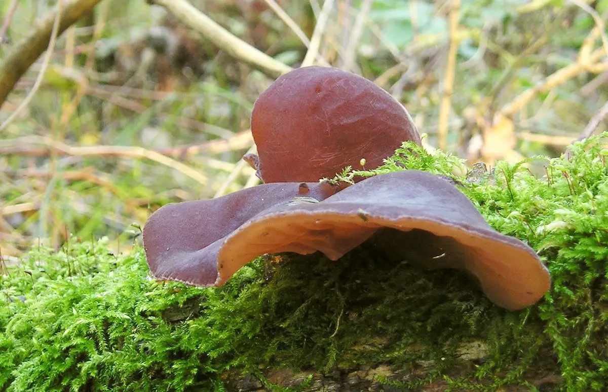 Ear fungus: What is it and where to find it
