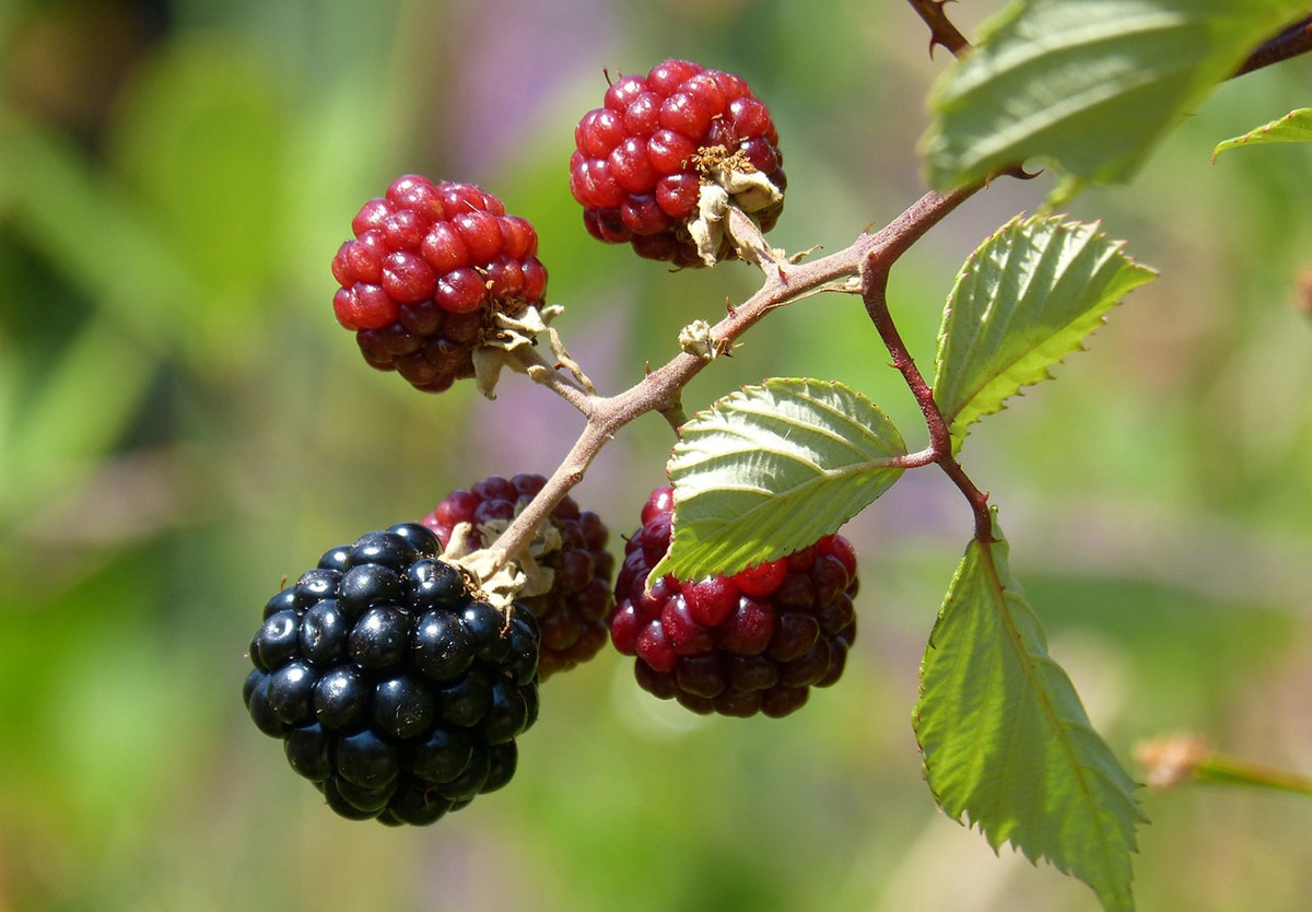 How to grow blackberry: Planting, requirements and care