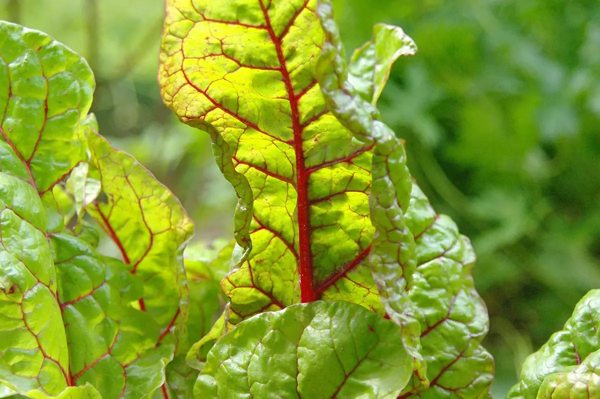 What are the characteristics of red chard?