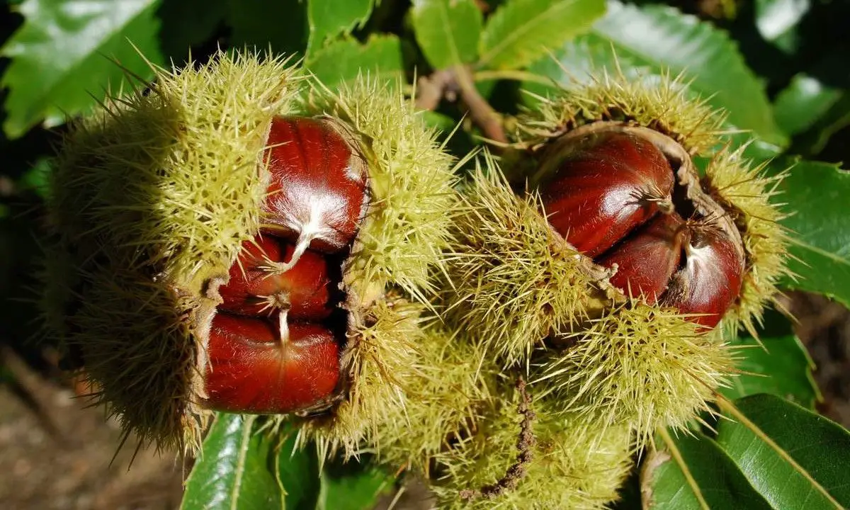 What is the best fertilizer for chestnut trees? We tell you everything