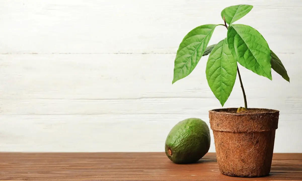 How to perform an avocado transplant: step by step