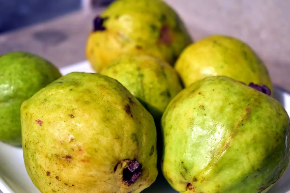 What is a guava and what is it for?
