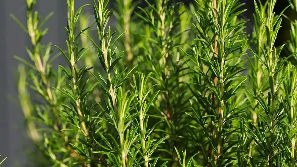 How to transplant rosemary: the best tips and tricks