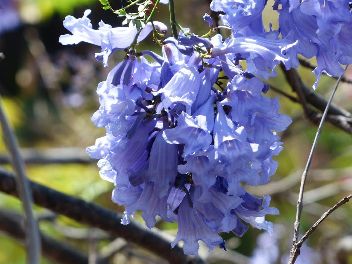When the jacaranda blooms: tricks to get it to bloom