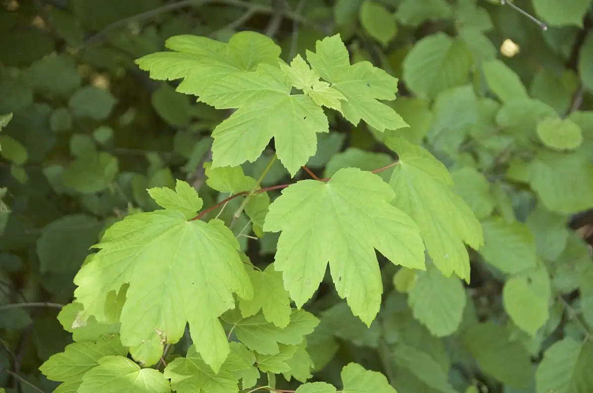What is a leafy tree and what types are there?