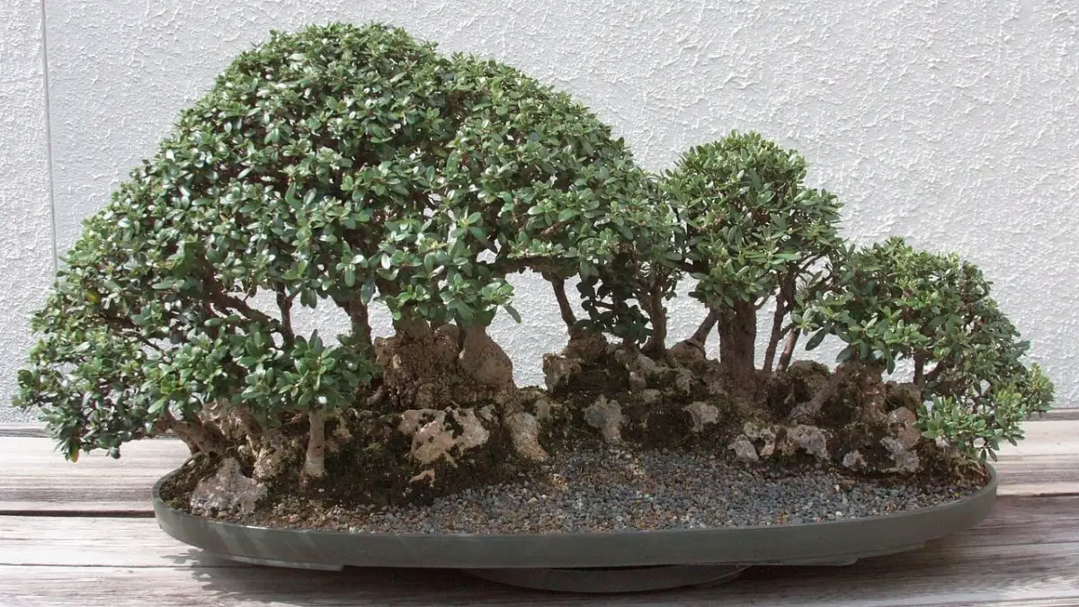 What are the care that must be given to a fruit bonsai?