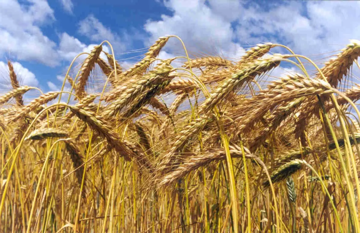 How is wheat harvested? Everything you need to know