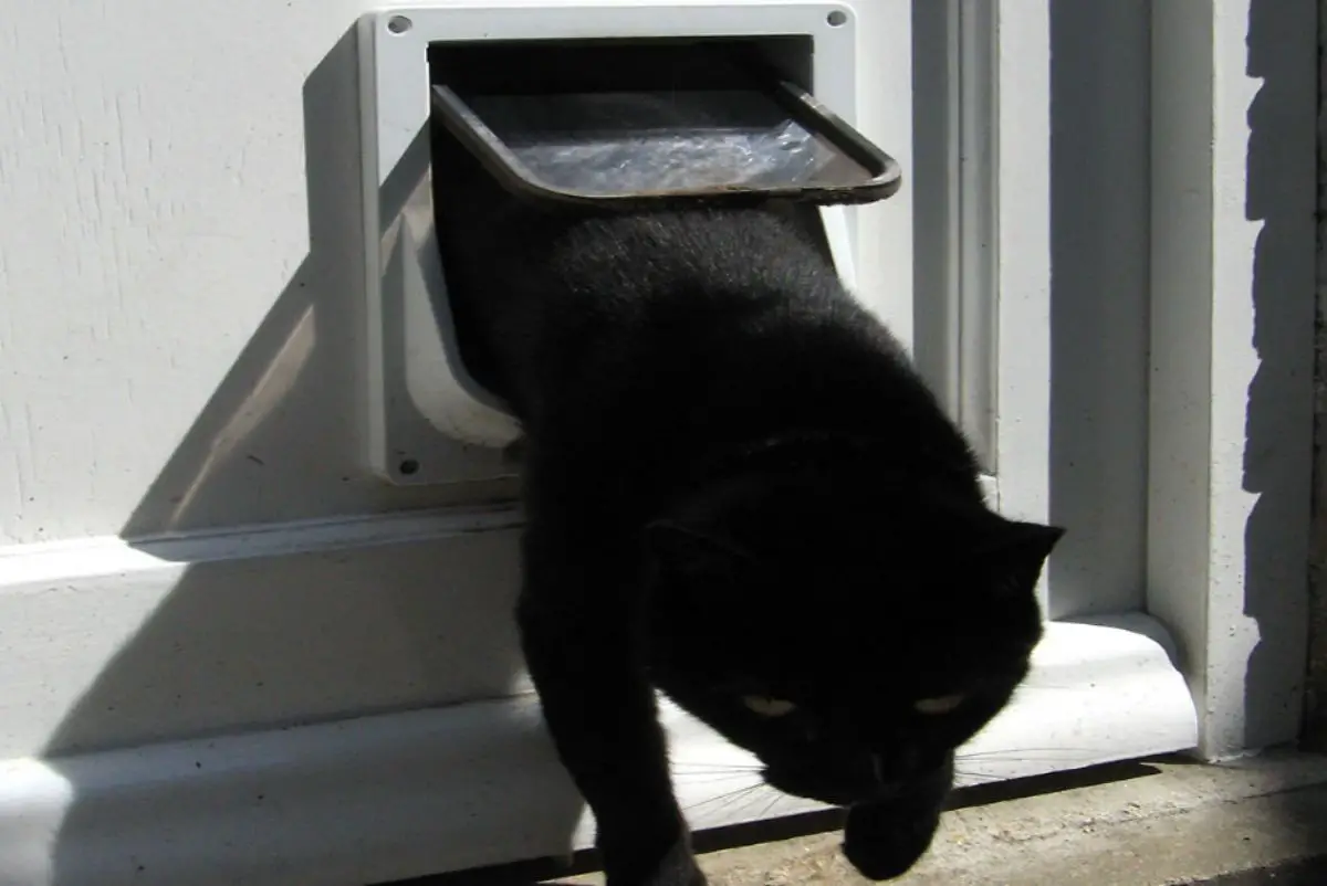 How to buy a cat flap for a door: what to consider