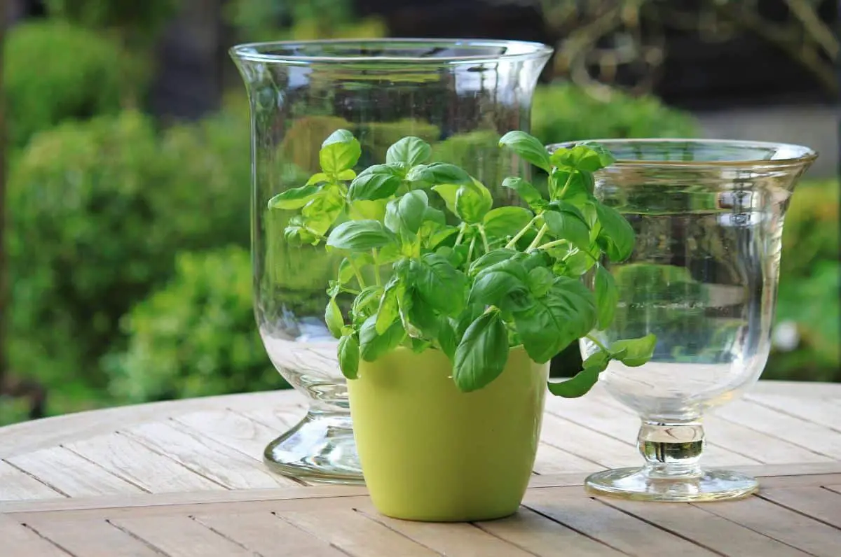 Practical guide for a perfect glass pot for your plants