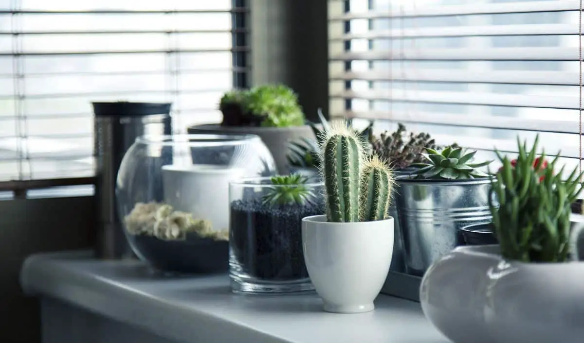 Indoor plants that give positive energy