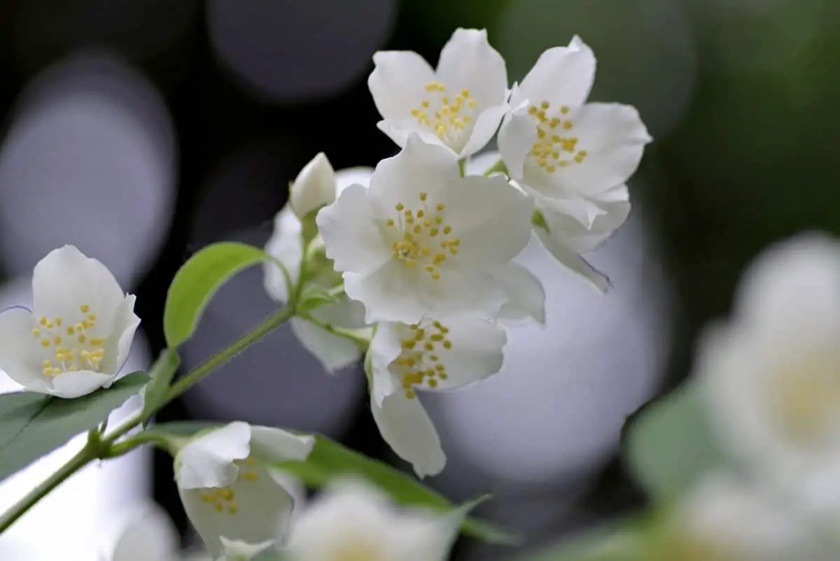 Why jasmine does not bloom: The reasons that cause it