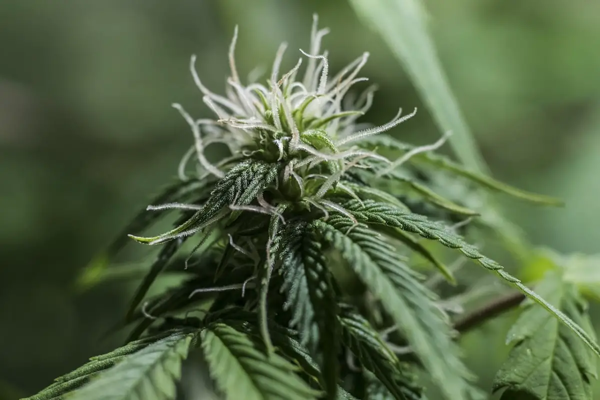 What are the best flowering fertilizers for marijuana?