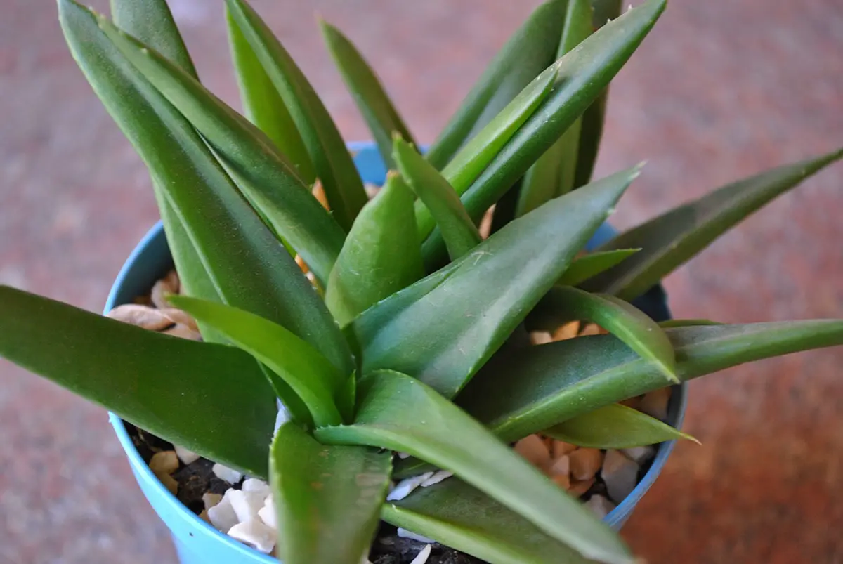 Haworthia pentagona: What is it and what are its cares