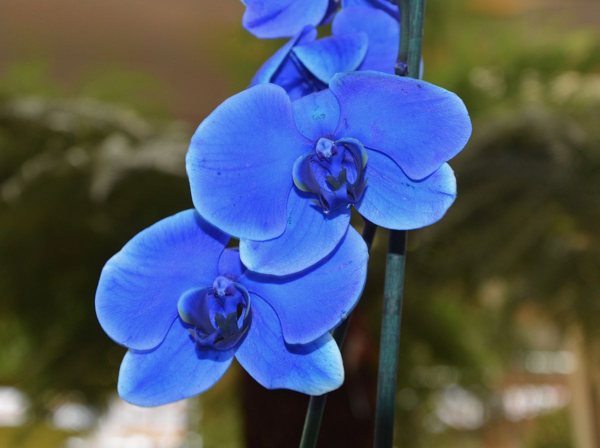 How to get a blue orchid at home: dyeing techniques